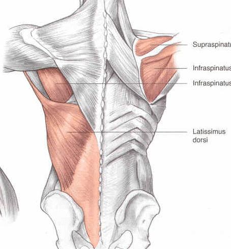 MUSCLES ACTING ON THE HUMERUS - attached on body Muscles