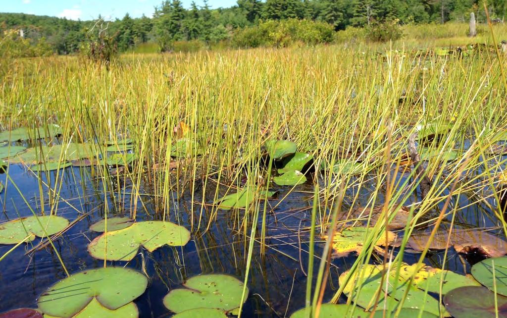 Lower Long Pond Representative Photos Photo 9: Rannoch rush was found growing in
