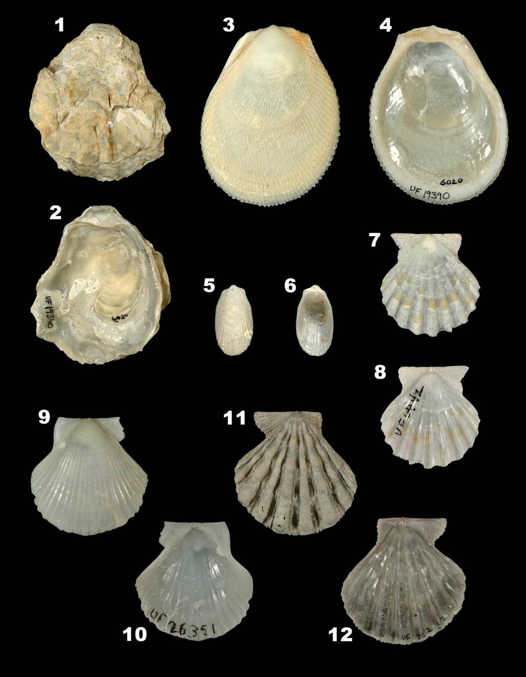 Miocene bivalves snail ostracod microfossil sample Chipola Formation Florida 