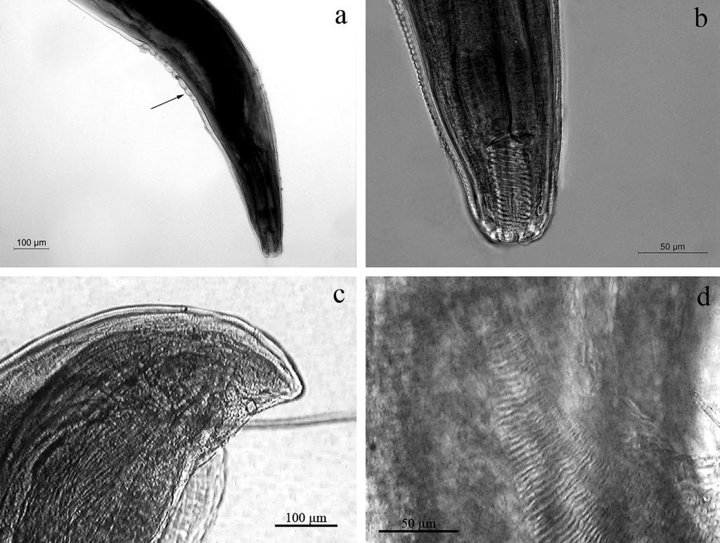 Fig. 3. Morphologic features of Ascarops strongylina in materials from wild boars from Bulgaria.