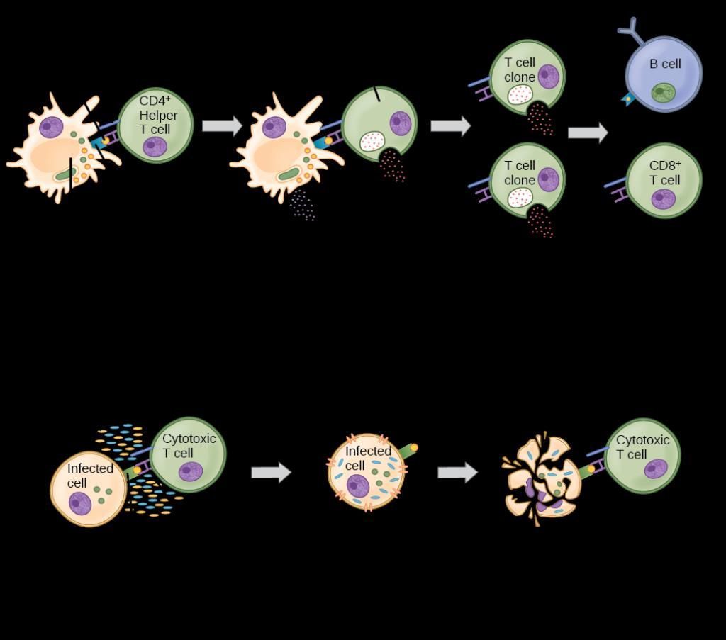 127 T cells in adaptive immunity There are two types of T cells with different roles in adaptive immunity.