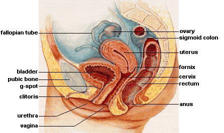 82 Figure 3. The uterus leans forward toward the pubic bone. Inside the uterus on the left and the right sides are two small openings where the fallopian tube connects the ovaries to the uterus.