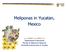 Meliponas in Yucatan, Mexico. Luis Medina Medina Department of Apiculture Faculty of Veterinary Medicine University Autonomous of Yucatan
