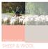 PATHWAYS TO A CAREER SHEEP & WOOL. Pathways to a career: Sheep & Wool