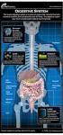 The digestive system. Medicine and technology. Normal structure and function Diagnostic methods Example diseases and therapies
