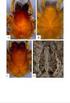 A review of the Australasian species of Anapistula Gertsch (Araneae: Symphytognathidae)