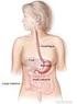 DIGESTIVE SYSTEM Liver, pancreas, esophagus, stomach fundus, small intestine, large intestine, appendix; preparations B9, 10, 12, 15, 16, 17, 18, (19)