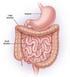 Digestion in the small and Large Intestines