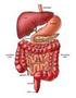 THE DIGESTIVE SYSTEM Secretion Graphics are used with permission of: Pearson Education Inc., publishing as Benjamin Cummings (http://www.aw-bc.