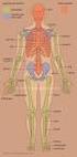 Skeletal System. Axial Skeleton: Vertebral Column and Ribs