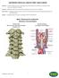 ANTERIOR CERVICAL DISCECTOMY AND FUSION. Basic Anatomical Landmarks: Anterior Cervical Spine
