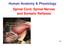Human Anatomy & Physiology Spinal Cord, Spinal Nerves and Somatic Reflexes 13-1