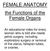 FEMALE ANATOMY. the Functions of the Female Organs