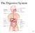 The Digestive System 24-1
