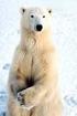 Management and International Trade of Polar Bear from Canada