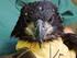 BALD EAGLE PROTECTION GUIDELINES FOR VIRGINIA. Prepared by