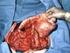 Esophagus Stomach Duodenum Small intestine Large bowel