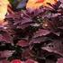 Development of New Coleus Cultivars for Shade Tolerance and Cut Foliage Production