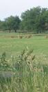 PASTURE SUPLEMENTATION. Division Forage Science and Pasture Technology