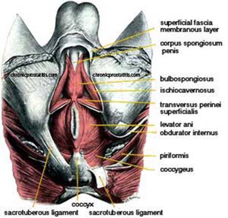 dorsal vein) Inhibit ejaculation