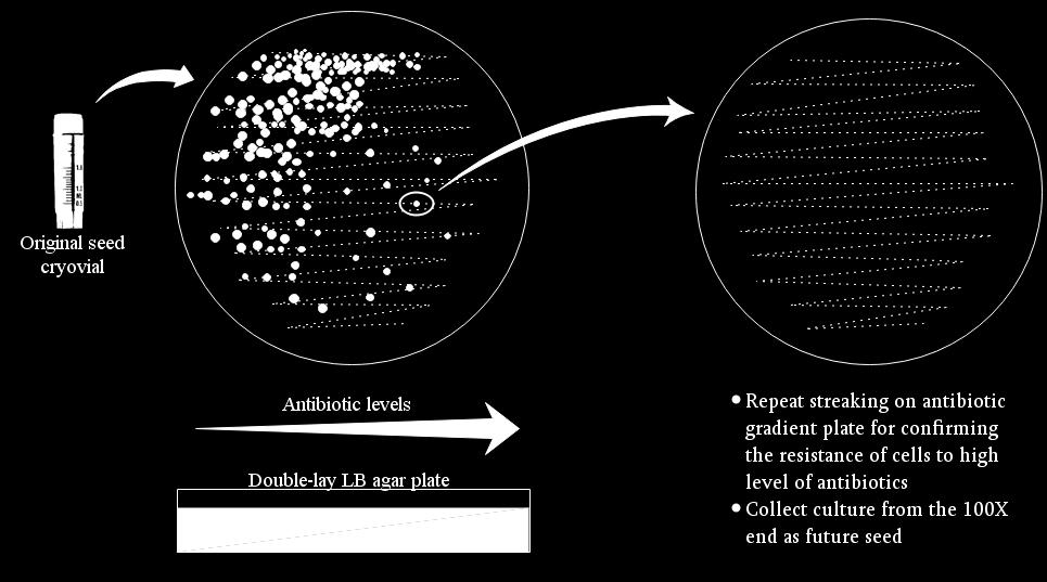 antibiotics usage and the upper layer had no antibiotics. The two layers of LB-agar were solidified as a slant in petri dishes to create the gradient of antibiotics from 0 to 100X levels. Figure 5.