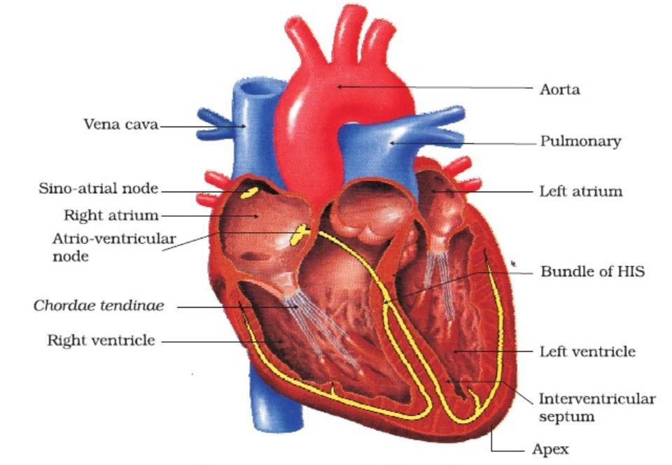 In one cycle, the heart pumps 70ml blood. The major function of the heart is Pumping of blood/circulation of blood. The heartbeat of a normal human being is 72 beats/minute.