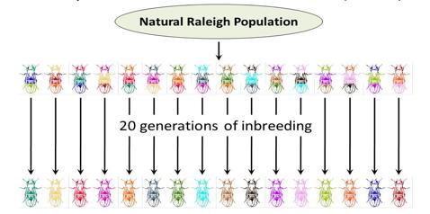 facilitate the detection of variants. However, these inbred strains have a downside, in that they fail to account for the genetic variation that exists between natural populations of D. melanogaster.