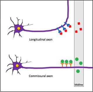 Figure 2. Axon guidance at the CNS midline.