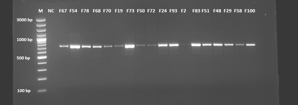 M: 50-2000 bp molecular size marker, NC: Negative PCR control; C75, C47, C44, C92, C84, C98, C76,