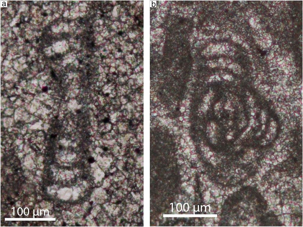 220 Haas et al. Fig. 12 Foraminifera in the Mátyáshegy Formation. (a) Ammodiscus incertus (1,000 m).