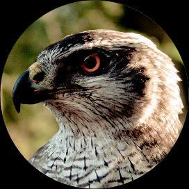 What kind of birds are used for Falconry? The Goshawk is the most versatile hunter you will find and is flown by many, many falconers all over the world.