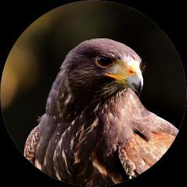 The Harris Hawk is native to southwestern US, Mexico and down through parts of South America.