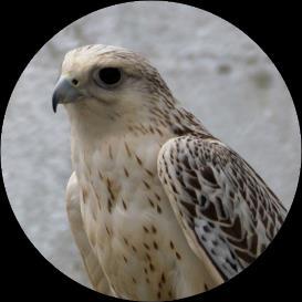 There are only two falcon species that are bigger than the Peregrine the Gyr and the Saker. Unlike the Peregrine, these falcons hunt mammals as well as birds in the wild.