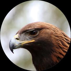 Both species have always been highly prized through history for their size and beauty. The King of the skies is the Golden Eagle. With a wingspan of up to 2.