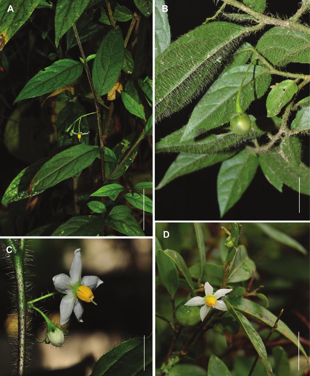 Three new species of Solanum (Brevantherum Clade)... 75 Figure 2. Photographs of the species in the field.