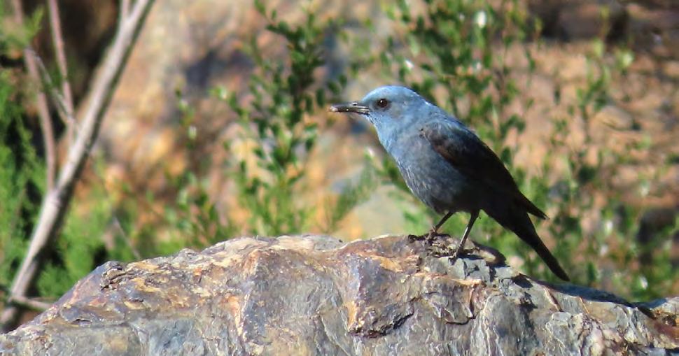 Jay, Eurasian Nuthatch, Short-toed Treecreeper, Dartford Warbler, and perhaps Blue Rock-Thrush, before packing up and continuing south.