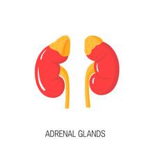 Adrenal support HPA axis dysfunction may be the reason many thyroid patients don t feel better despite being treated for hypothyroidism Fatigue Brain fog Depression Decreased memory B vitamins,