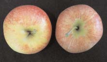 A3743-E GARDEN FACTS U n i v e r s i t y o f W i s c o n s i n E x t e n s i o n When are apples ripe? Teryl R. Roper DIFFERENT APPLE CULTIVARS RIPEN over a long season.