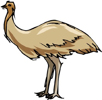 Ostriches are ratites. Ratites are birds with a reduced keel or no keel at all on their breastbone. The keel part of the breastbone is what anchors the muscles needed for wing movement.