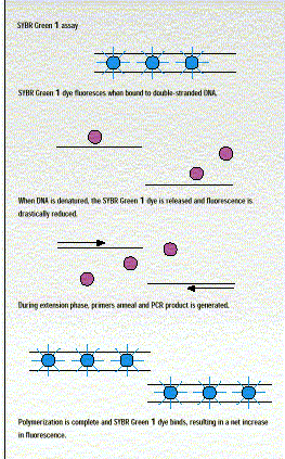 Figure 18: SYBR Green Dye Assay Figure 19: 5Nuclease SYBR Green dye attaches when there is double stranded DNA.
