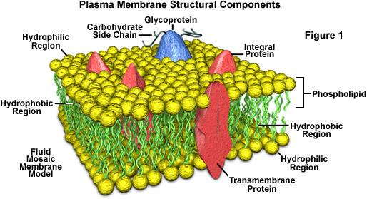 It also let some things in and keeps others out. The quality selective permeability Membrane junctions Membrane junctions are divided into: 1.