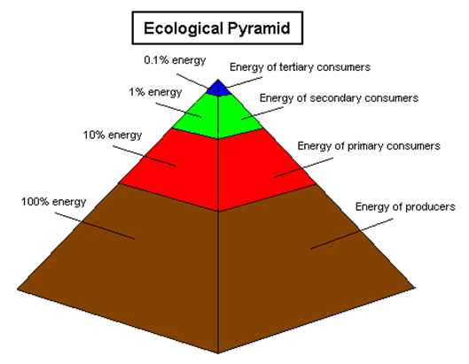Photosynthesis & Ecology The energy captured through photosynthesis forms the basis of the ecological pyramid.