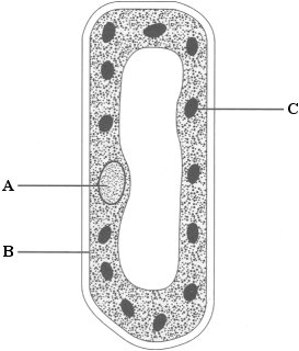 Q5. The diagram shows a cell from a plant leaf. (a) Name structures A and B. A... B... (2) (b) Structure C is a chloroplast. What is the function of a chloroplast?