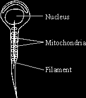 Q7. The diagram shows a human sperm. Inside the tail of the sperm is a filament mechanism that causes the side to side movement of the tail, which moves the sperm.