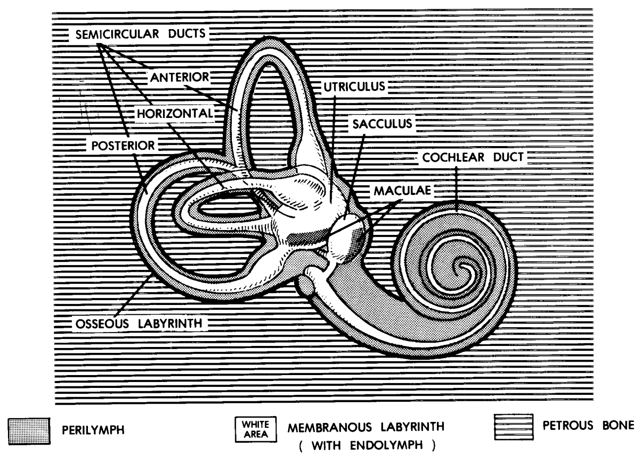 d. Auditory (Eustachian) Tube. The auditory tube is a passage connecting the middle ear cavity with the nasopharynx.