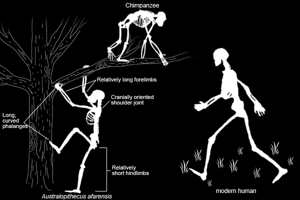 D. Conclusion The functional demands of bipedalism have exerted a strong influence on the postcranial skeletal adaptations of modern humans as well as extinct hominins.