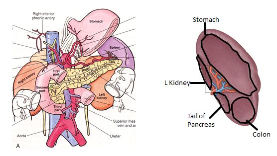 Because of the folds of peritoneum do not unite, there are two blind-ended pockets of peritoneum = recesses o On the anterosuperior surface, 1 st recess sits between the liver + diaphragm =