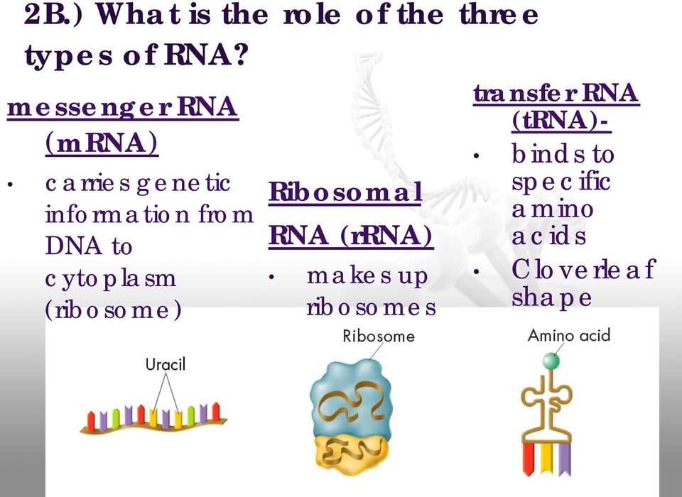 to cytoplasm (ribosome) Ribosomal RNA (rrna) makes up