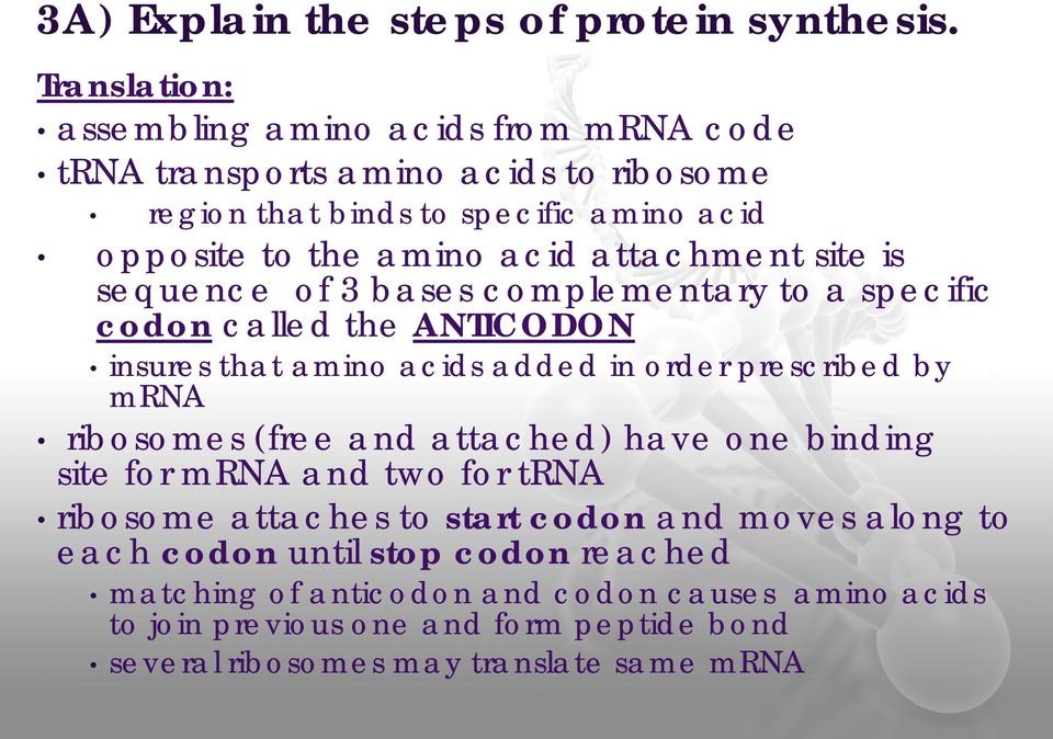 attachment site is sequence of 3 bases complementary to a specific codon called the ANTICODON insures that amino acids added in order prescribed by mrna ribosomes