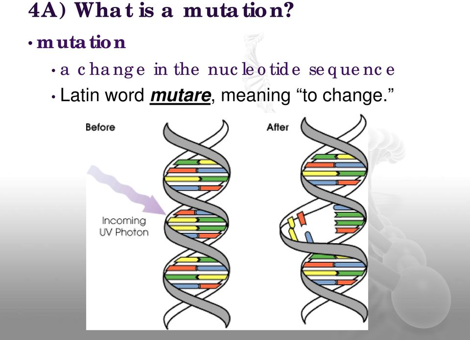 nucleotide sequence Latin